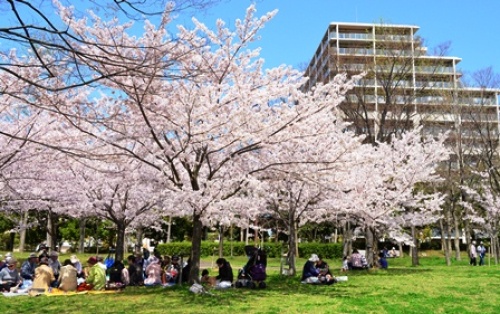三宮駅から桜トンネルバス 神戸観光旅行 神戸に観光に行こうのお話 楽天ブログ 三宮駅から桜トンネルバス 神戸観光旅行 神戸に観光に行こうのお話 楽天ブログ