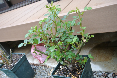 DSC_3492.JPG