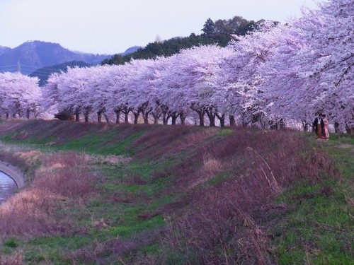 篠山さくらお菓子の里 (100)0003.jpg