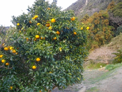 高塚山お花畑 (3) (500x375).jpg