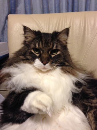 猫ズ’１４’ー１２写真 4-2.jpg