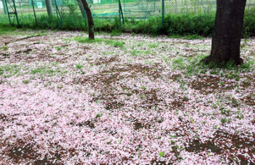 sakura1.JPG