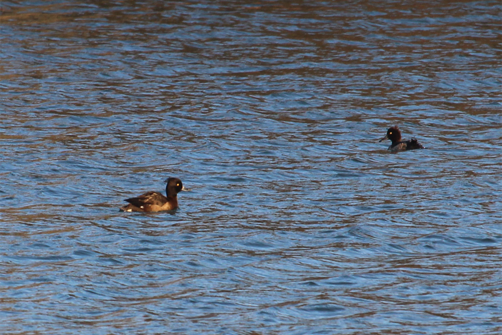 キンクロハジロ（東京港野鳥公園）