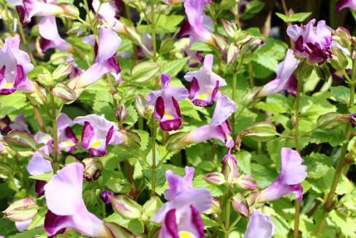 20150922 トレニア2.jpg