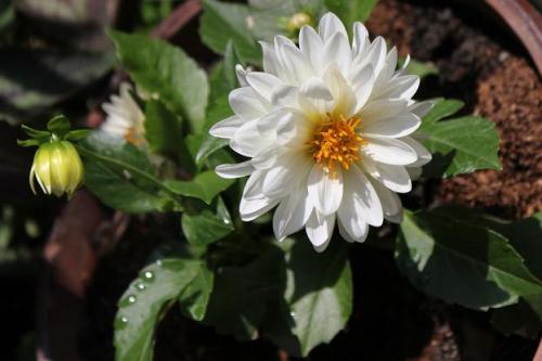 20150613 ダリア2.jpg