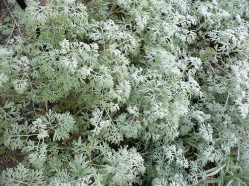 Artemisia_absinthium.jpg