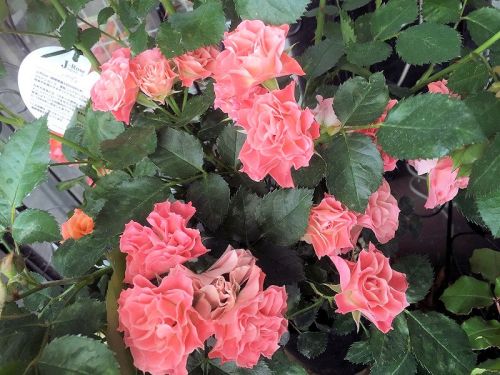 2016-05-11 15.16.08.jpg