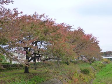 20121112河川敷の桜並木2.jpg