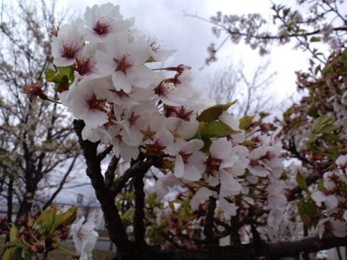 米沢の桜