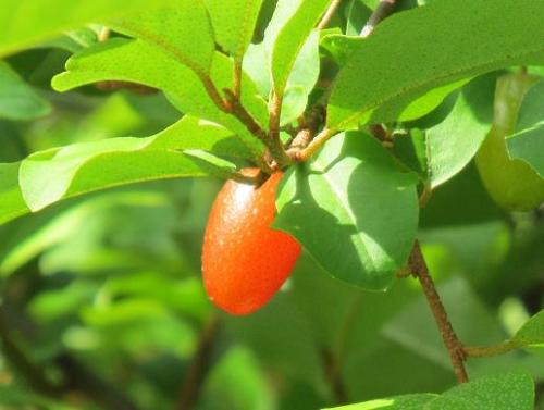 20140617 グミ2.jpg