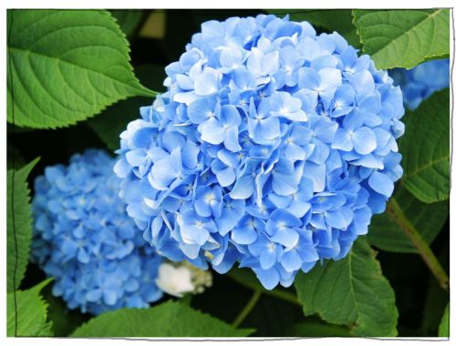 稲沢あじさいまつり 大塚性海寺歴史公園・性海寺