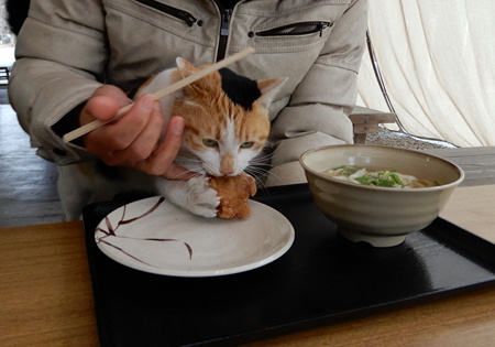 はなこちゃん うどん店なかむらさんの猫（香川県丸亀市） | あずきちゃん（猫）のお散歩ブログ - 楽天ブログ