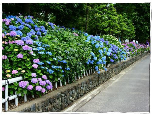 稲沢あじさいまつり 大塚性海寺歴史公園・性海寺