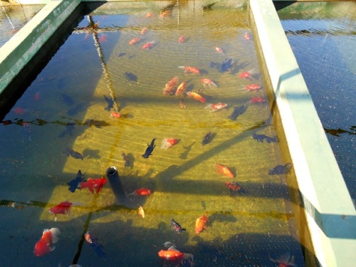 金魚飼育池