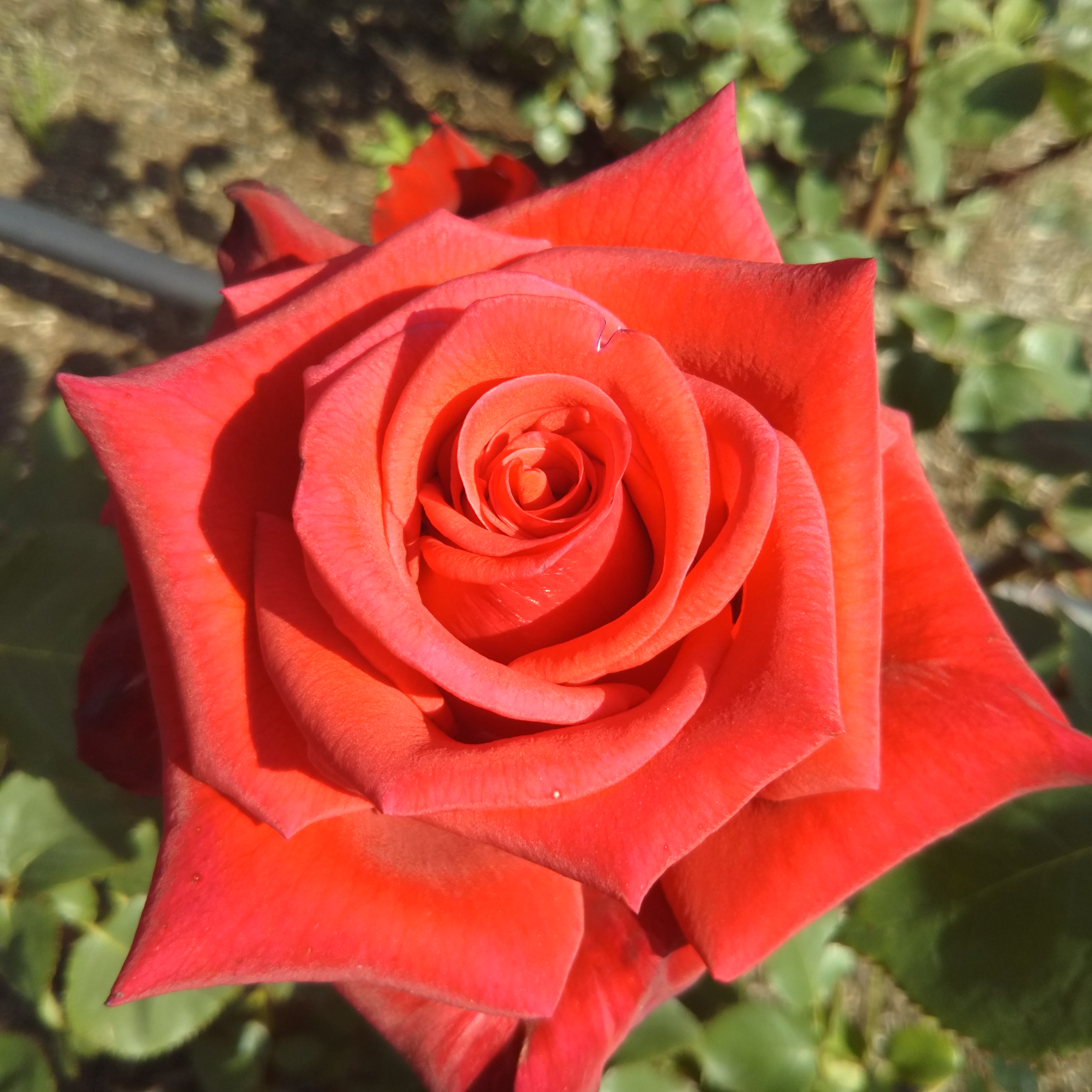 バラ園 長居植物園 大阪 大阪の街の様子 翔貴君の冒険旅行 楽天ブログ