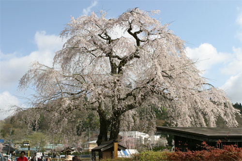 角館37.jpg