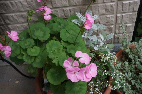 DSC02903.JPG