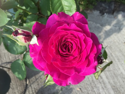 2016-05-02 16.42.25 - コピー.jpg