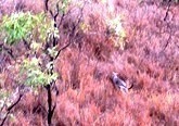 kangaroo(V.2012_03_17__11_40_14).jpg