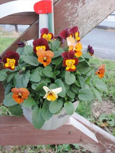 カレンジュラ コーヒークリーム 田舎の花屋日記 楽天ブログ