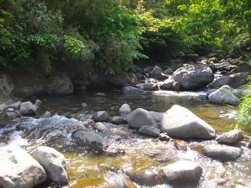 幕山公園新崎川 (2) (500x375).jpg