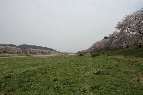 白石川12.jpg