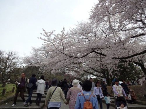 4.2016年 桜 福岡城 (9).JPG