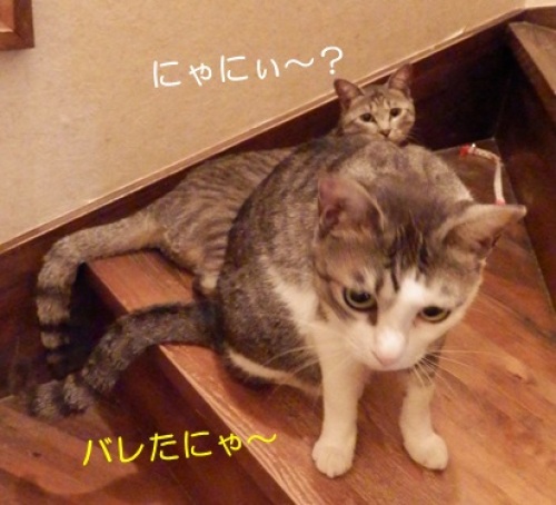 20150715_3.jpg