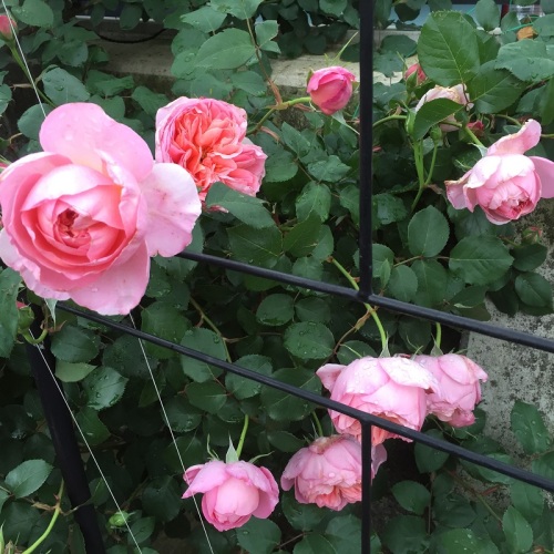 2016-05-06 14.42.24.jpg