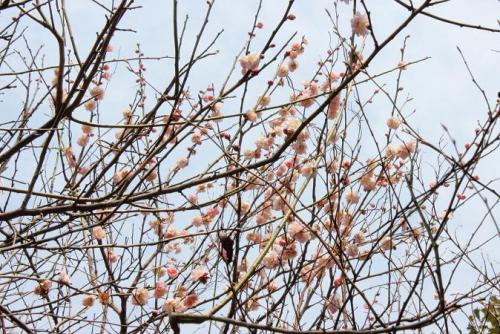 20160228 梅　ピンク八重 2.jpg
