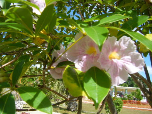 グアム旅行 恋人岬 (2).JPG