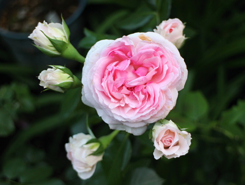 エルミタージュ バラと可愛い花たち 楽天ブログ