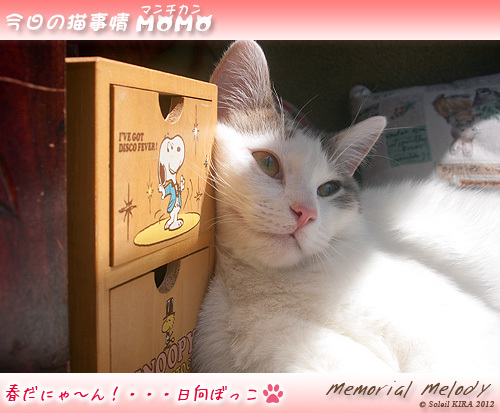 猫 ネコ cat 日向ぼっこ マンチカンももちゃん 今日の猫事情munchkin_momo120412.jpg