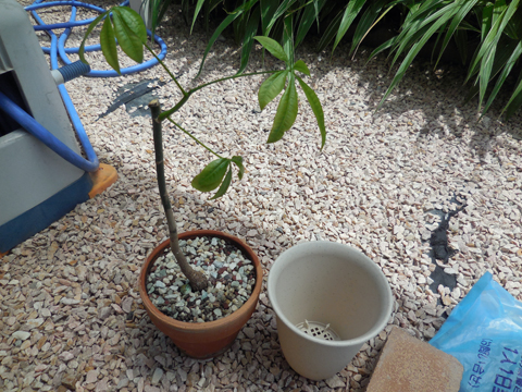 パキラ1号の植え替えなど 土 ぬーのブログ 楽天ブログ