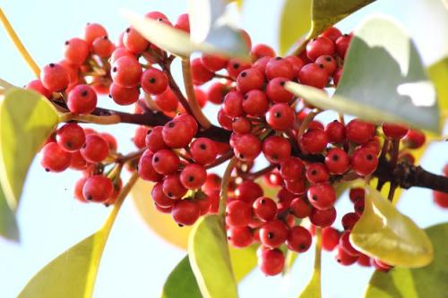 20151103 クロガネモチ2.jpg