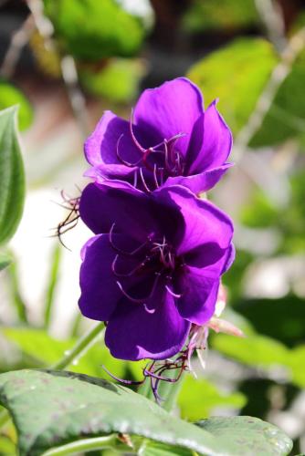 20170115 シコンノボタン 7.jpg