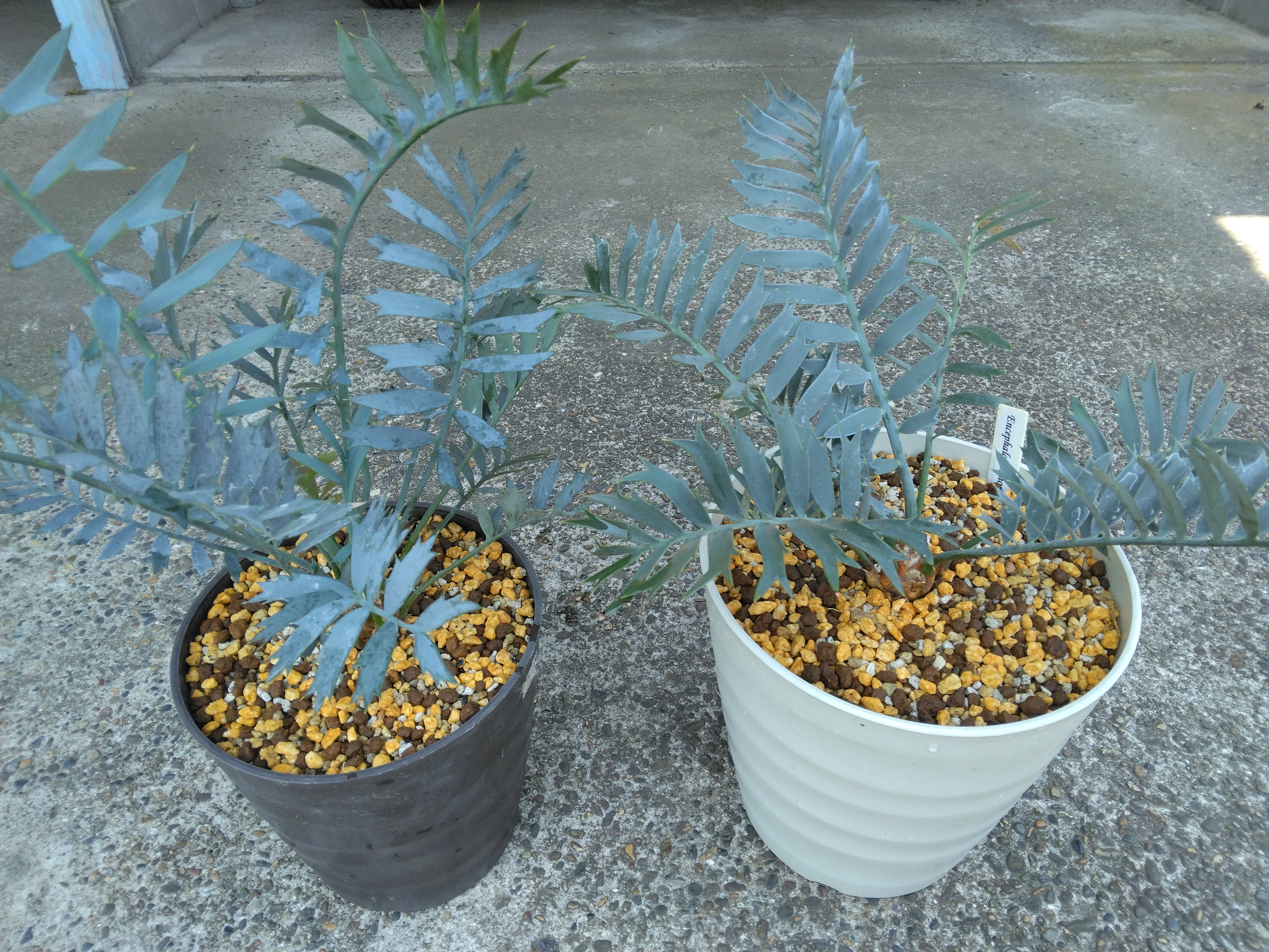 ホリダスと他ソテツ系の植替え😊 | YOSS🌱GARÐEN - 楽天ブログ ホリダスと他ソテツ系の植替え😊 | YOSS🌱GARÐEN - 楽天ブログ