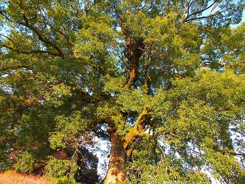 元旦白山神社075 (1).jpg