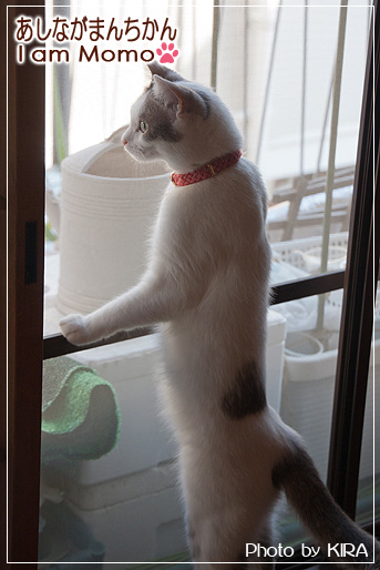 猫,cat,足長マンチカン,猫写真,munchkin_momo140616.jpg