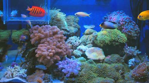新珊瑚水槽151101b.jpg