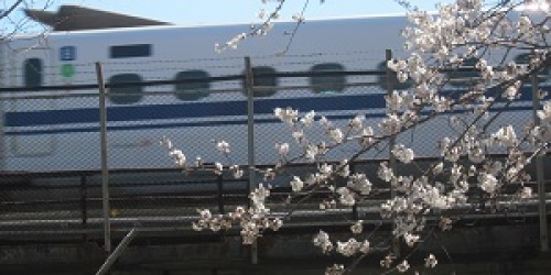 桜０２.jpg
