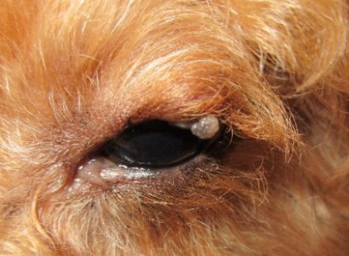 マイボーム腺腫は動物病院には行かずに家庭用目薬で治す 目の周縁に出るイボ もらいもの 獣医は手術で治す 麻酔死が怖い 愛犬問題 犬の身になって考えてみよう 楽天ブログ