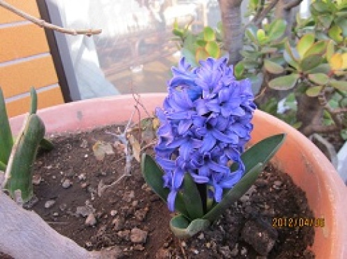 IMG_2006ヒヤシンス.jpg