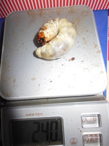 hB4Cα-94-34 (1).JPG