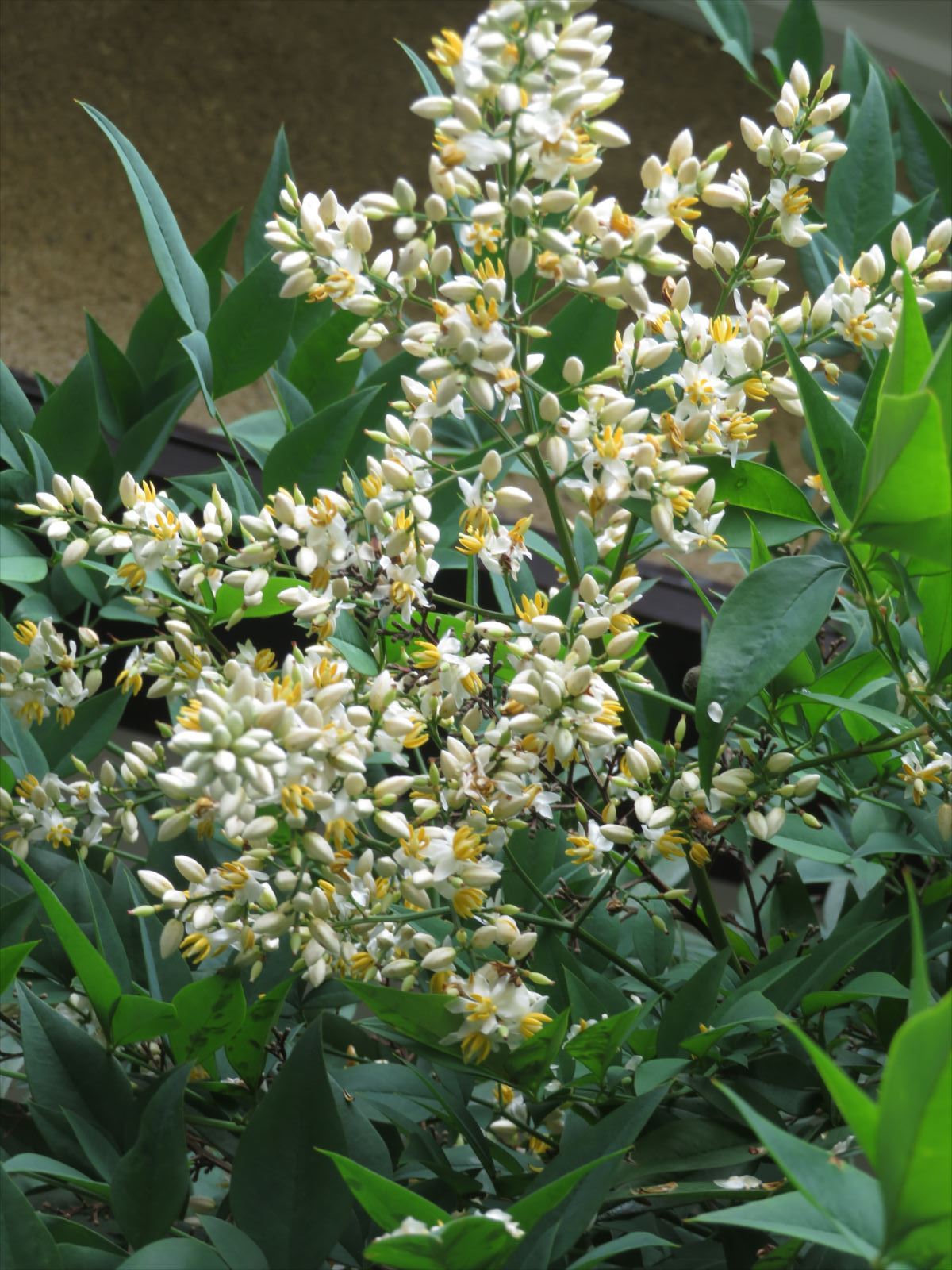 南天の花満開 6月12日 ニンニク父さんのブログ 楽天ブログ