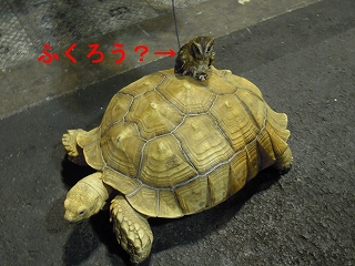 かめとふくろう.jpg