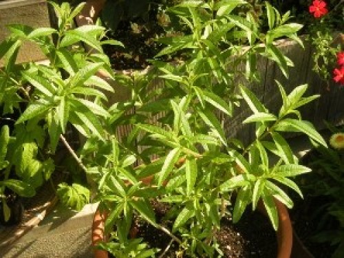 DSCN8009 (300x225).jpg