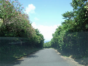 屋久島101.jpg