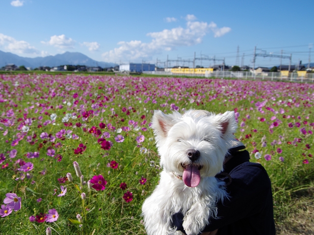 東員町コスモス20170930-4.jpg