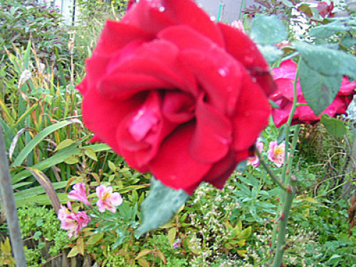 20131003akabara.jpg